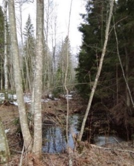 Ложбина в бассейне реки Шегринки