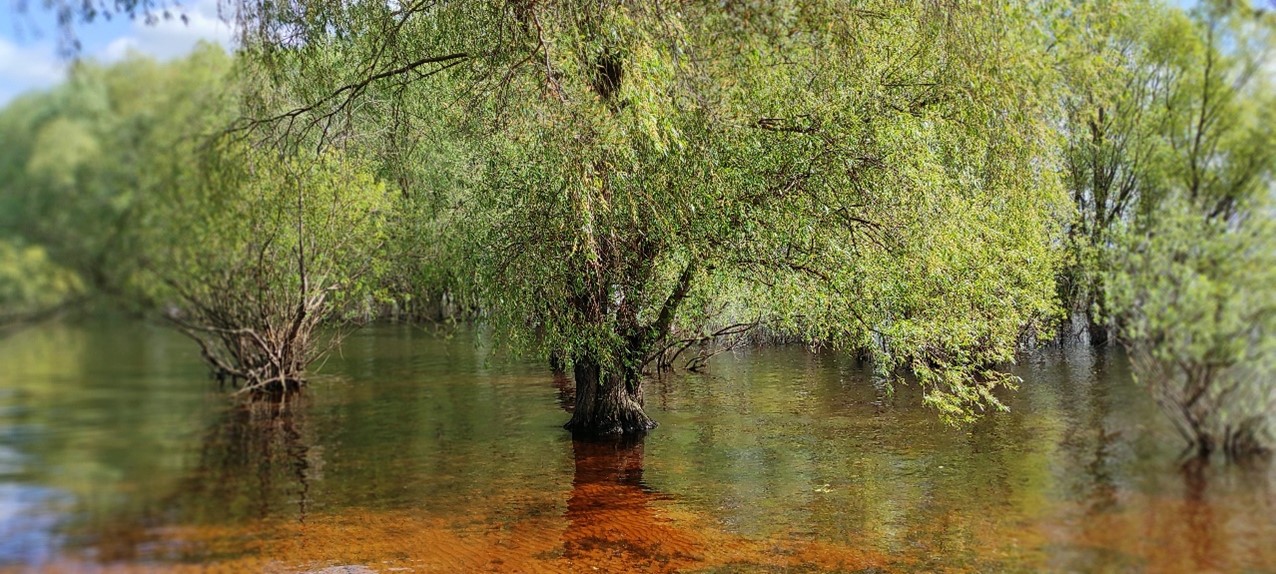 Половодье на реке Волхов. Великий Новгород