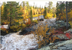 Река Большая Варзуга, порог Падун