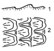 Дюны в микрорельефе русла