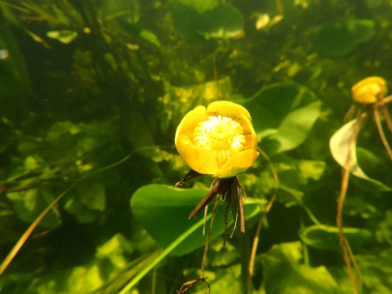 Кубышка желтая. Верхнее течение р. Оредеж