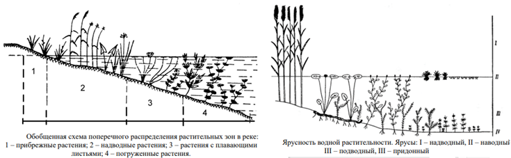 Обобщенная схема поперечного распределения растительных зон в реке