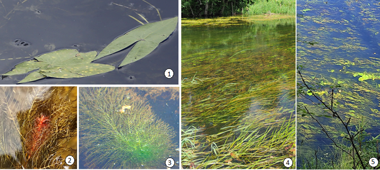 Верхнее течение реки Оредеж 2